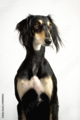 Persian greyhound, saluki breed posing