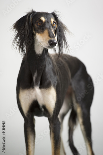 Persian greyhound, saluki breed posing