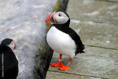 Puffin Standing on the Dock
