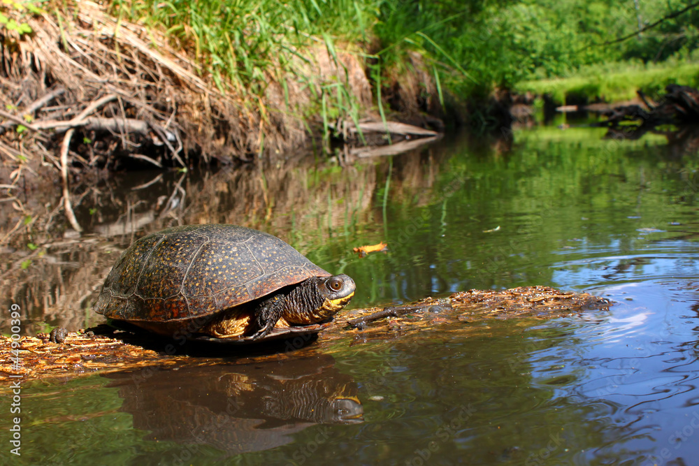 Obraz premium Blandings Turtle Basking on Log