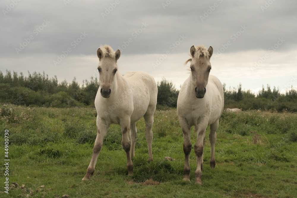 Obraz premium Horses