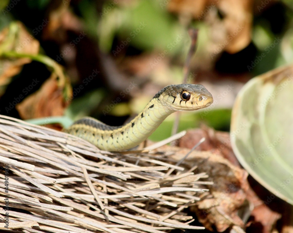 Fototapeta premium garter snake and broom
