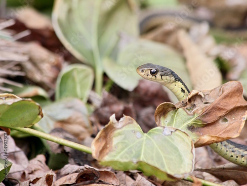 peeking garter snake photo