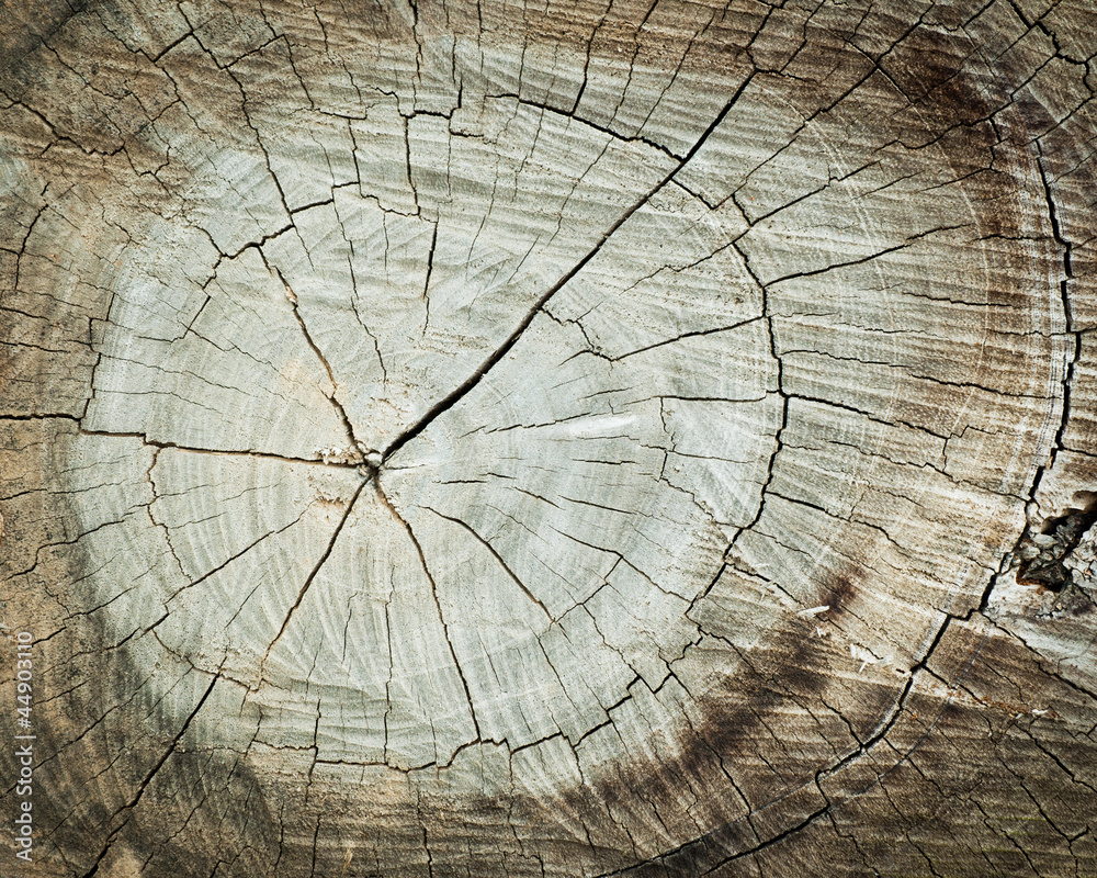 Grunge of texture wood materials background