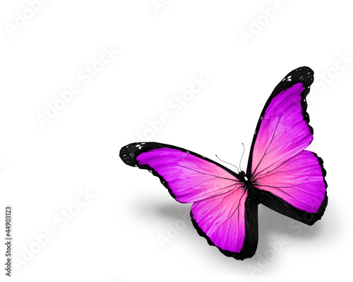 Violet butterfly, isolated on white background