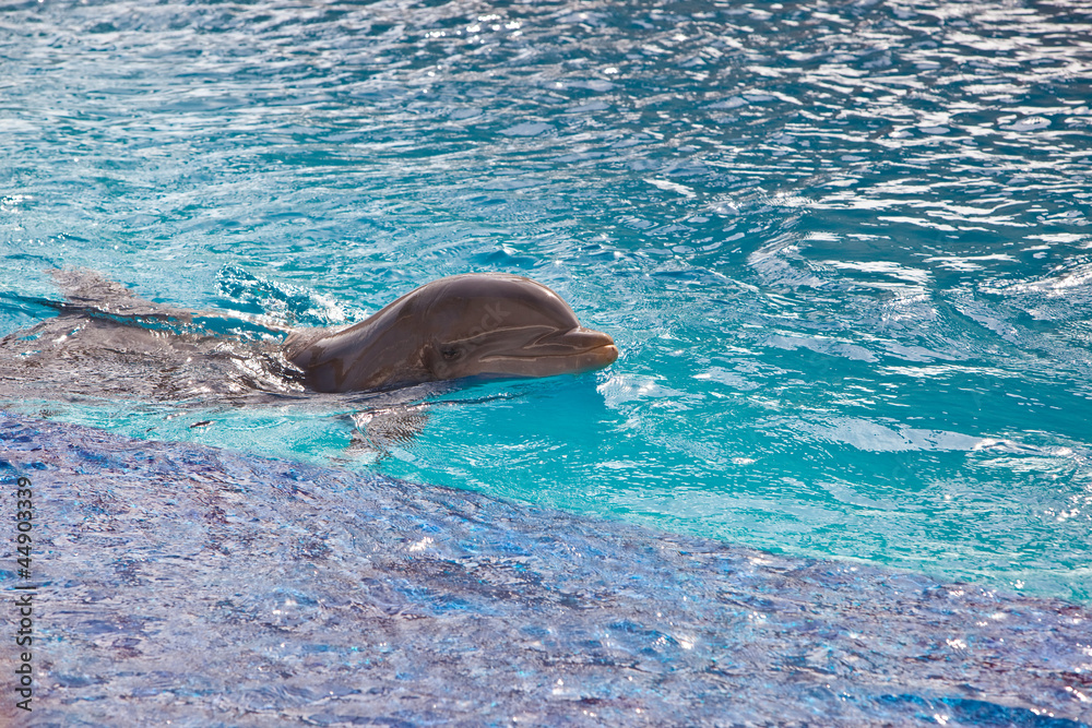 Obraz premium Dolphin in water