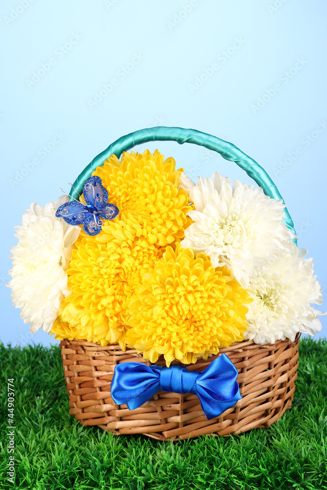 Beautiful chrysanthemum in basket on grass on blue background