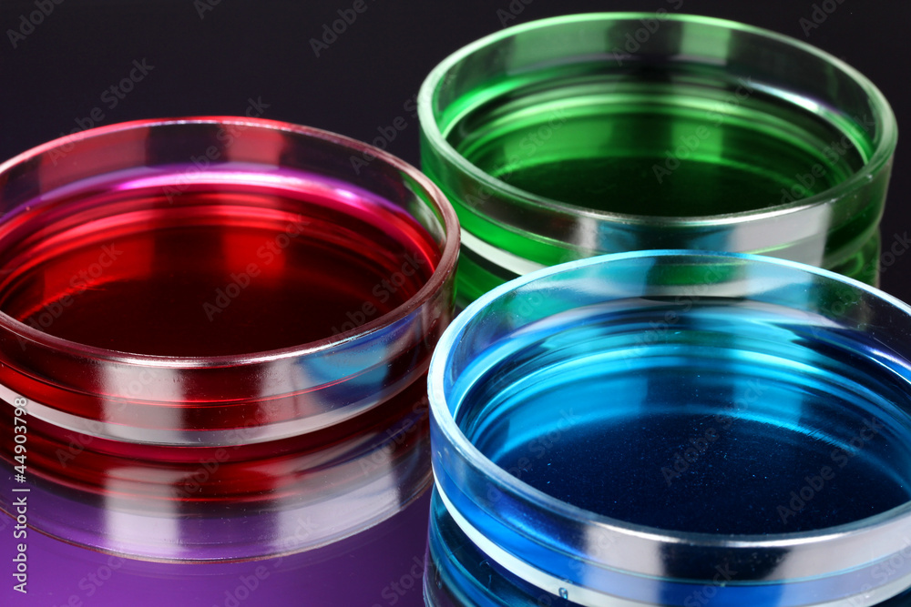 color liquid in petri dishes on violet background color liquid in petri dishes on violet background