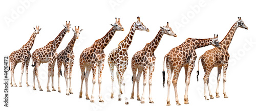 Fototapeta Naklejka Na Ścianę i Meble -  giraffes isolated