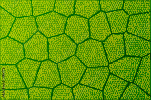 Leaf under microscope