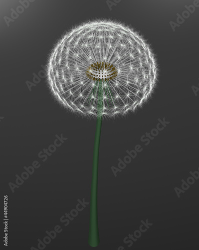 a dandelion