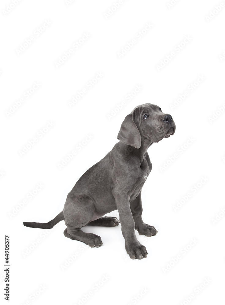 Obraz premium great dane puppy