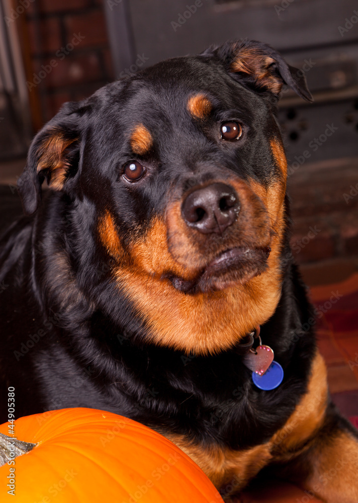 Obraz premium Dog with a Pumpkin