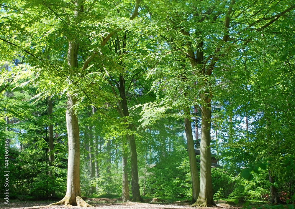 Fototapeta premium Tall trees