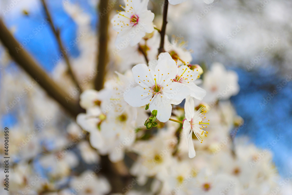 flowering spring tree on blue sky flowering spring tree on blue sky
