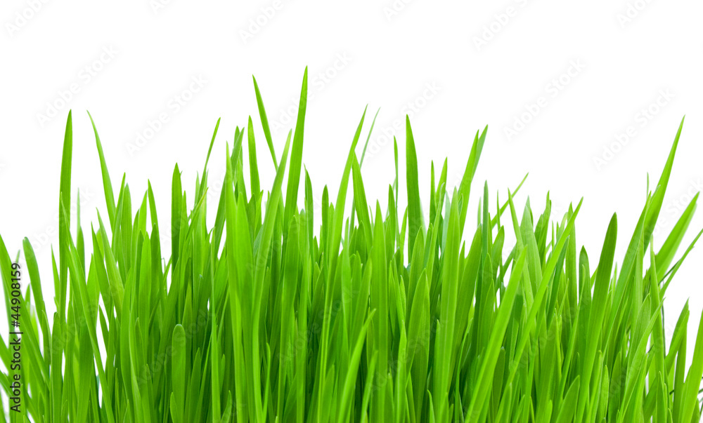 Green grass isolated on a white background Green grass isolated on a white background