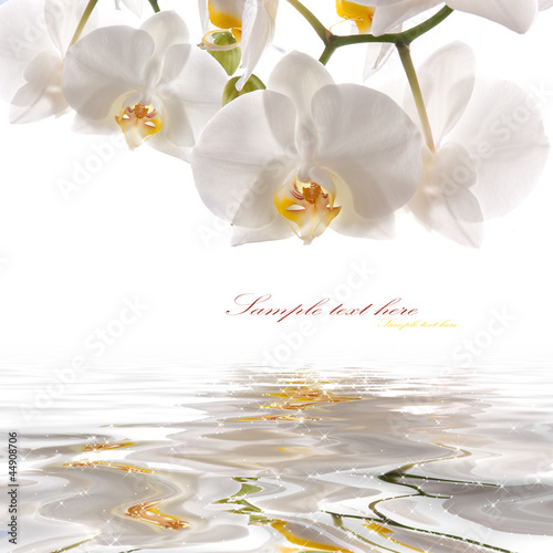 white orchids on the water
