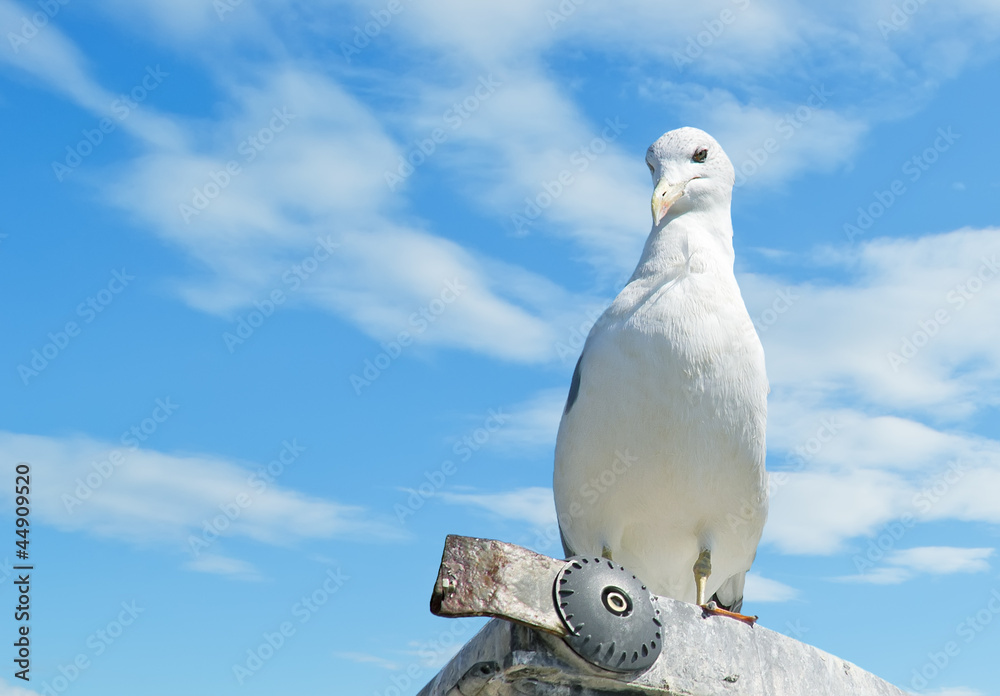 menacing seagull menacing seagull
