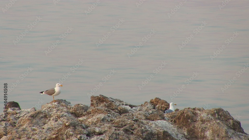 A seagull takes a break from hunting in rough surf. A seagull takes a break from hunting in rough surf.