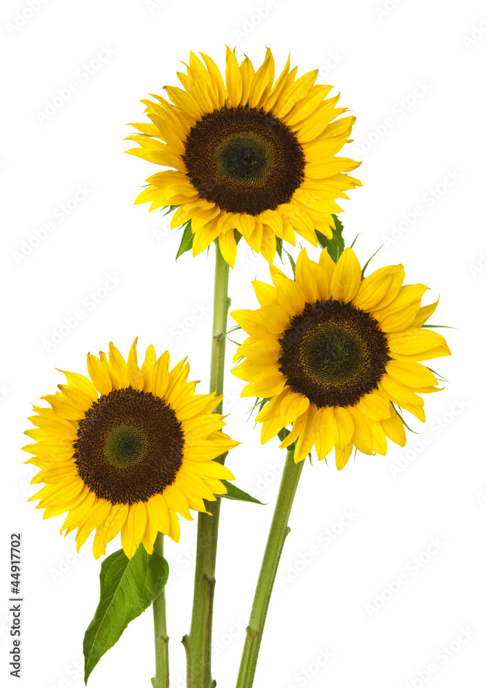 Sunflower Sunflower