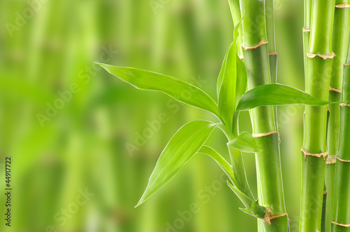 bamboo