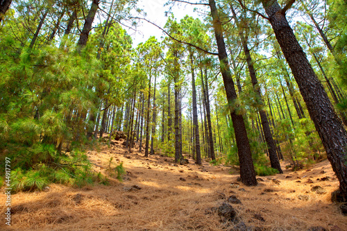 Corona Forestal in Teide National Park at Tenerife