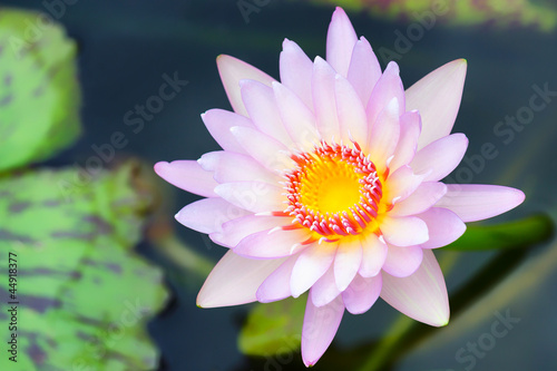 Top view of Beautiful Pink Lotus