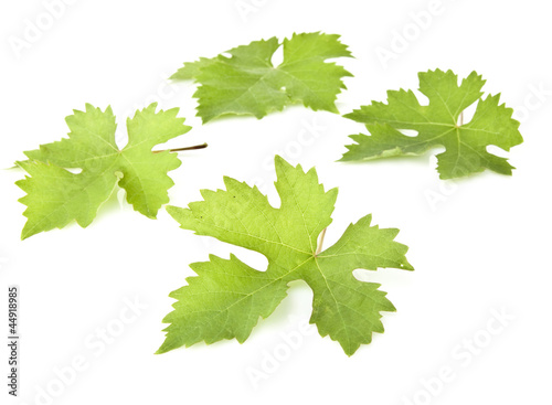 Vine leaf isolated on white background