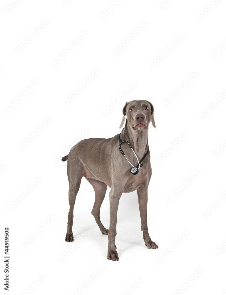 vet weimaraner vet weimaraner