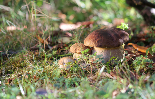 Three brothers mushrooms