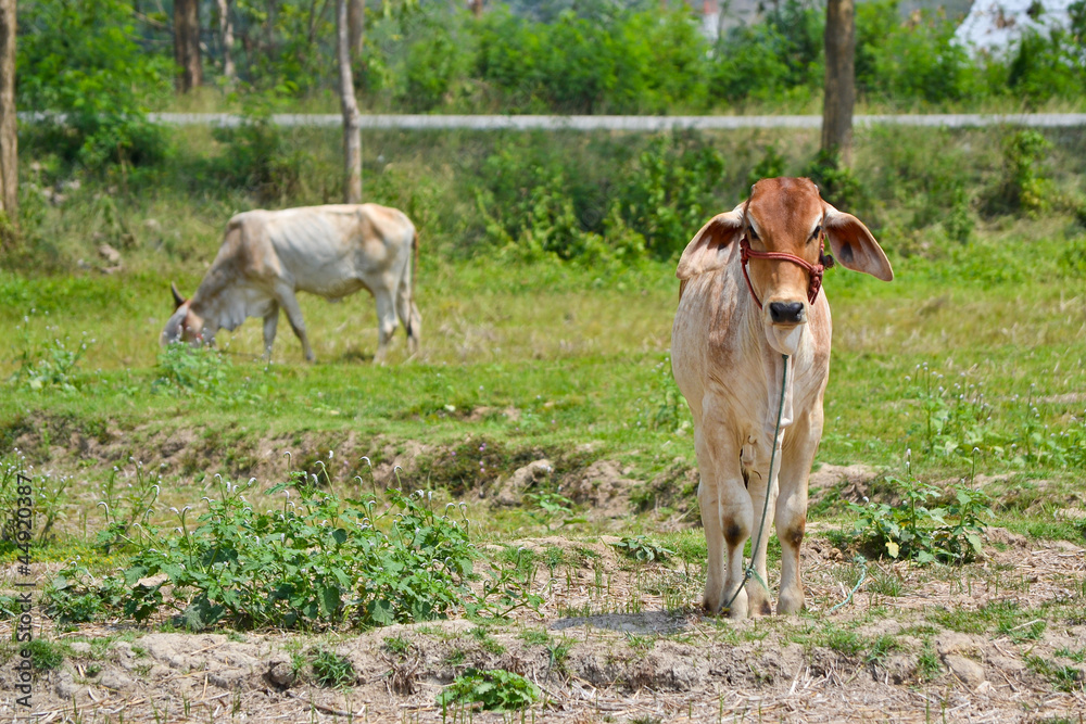 brown cows in field of northern thailand