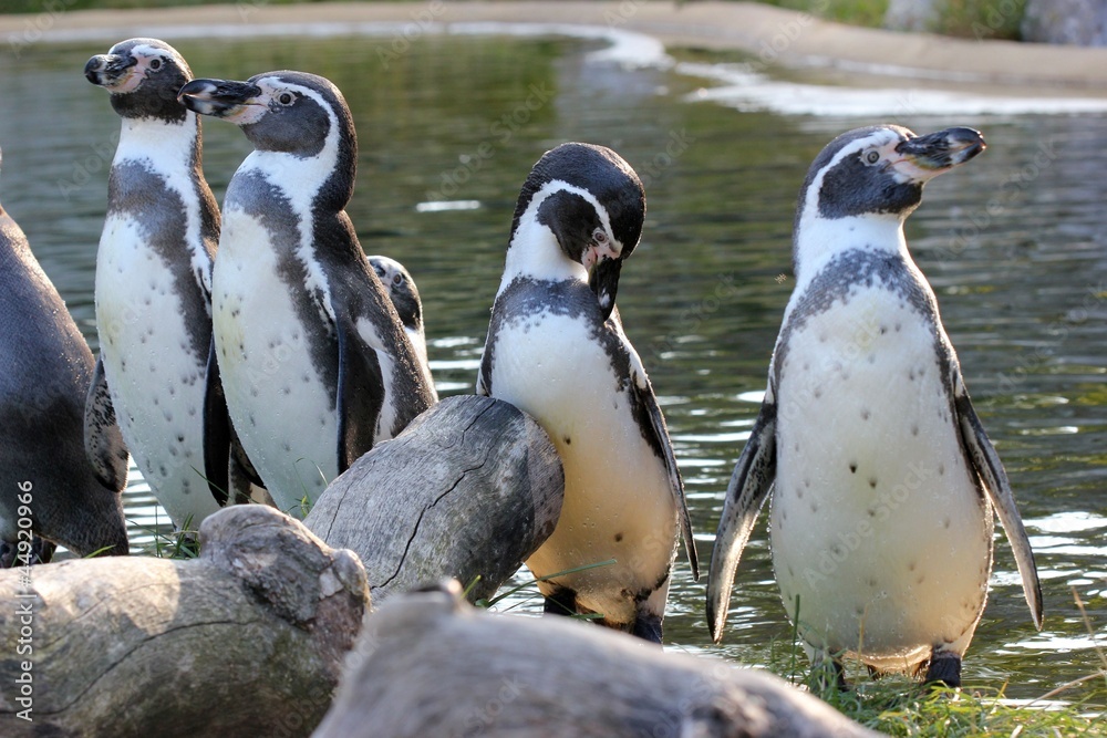 Fototapeta premium Vier Humboldtpinguine