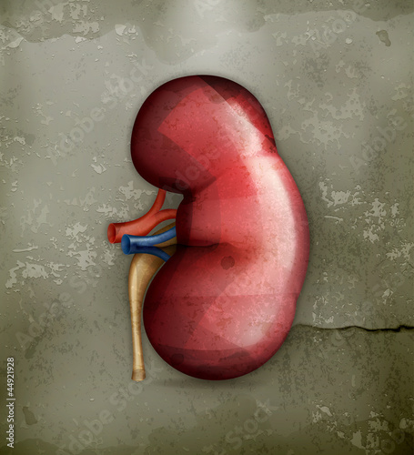 Human kidney, old-style