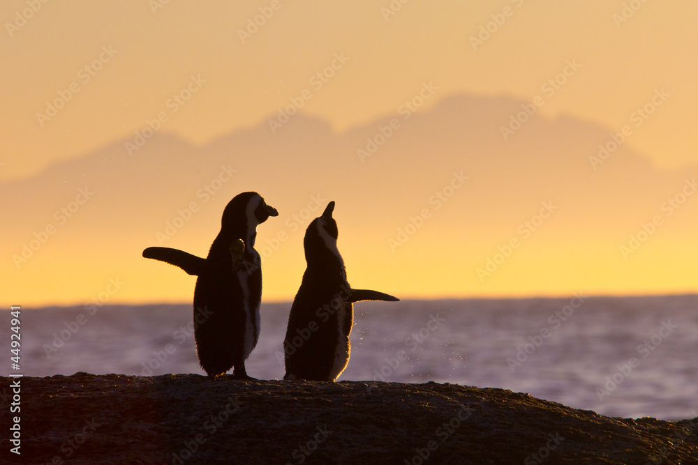 Obraz premium Para pingwinów afrykańskich o zachodzie słońca