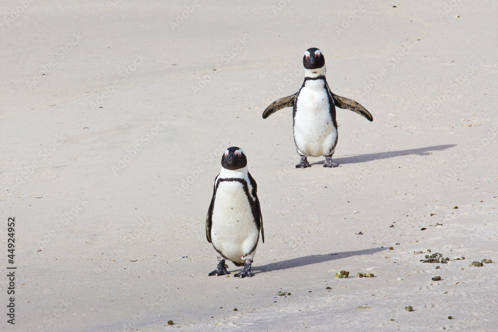 Obraz premium African penguins