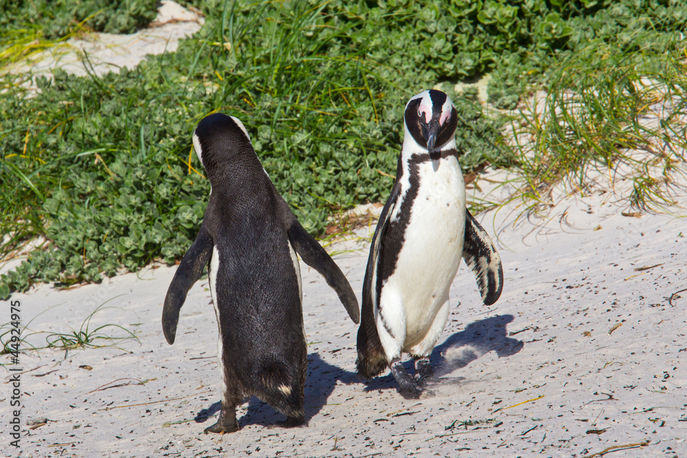 Fototapeta premium African penguin dance