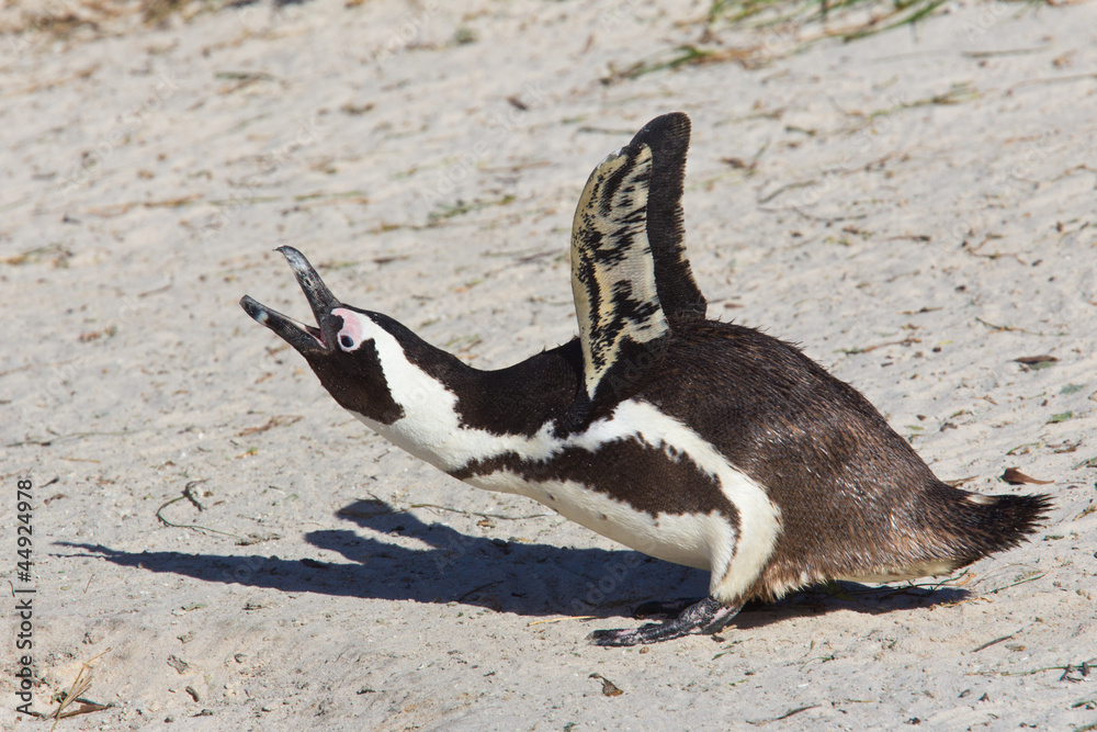 Obraz premium Jackass penguin calling