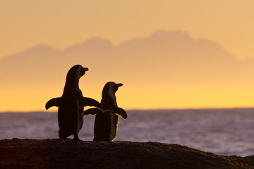 Fototapete Pinguin Pinguinpaar im Sonnenuntergang am Meer  © Impala