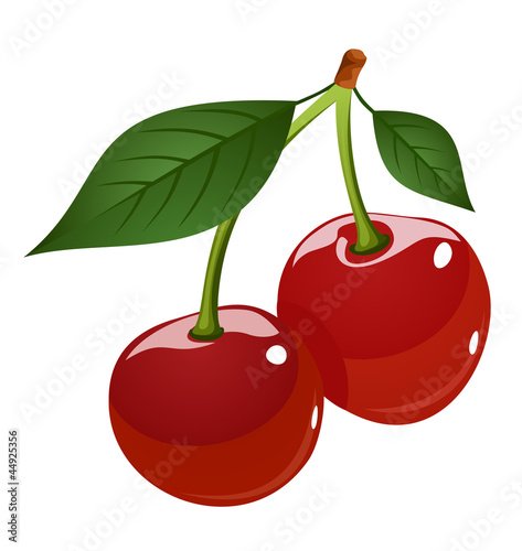 Tablou canvas Vector illustration of cherries