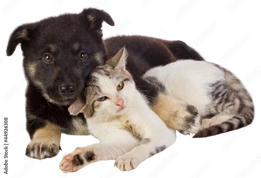 Obraz premium puppy and cat