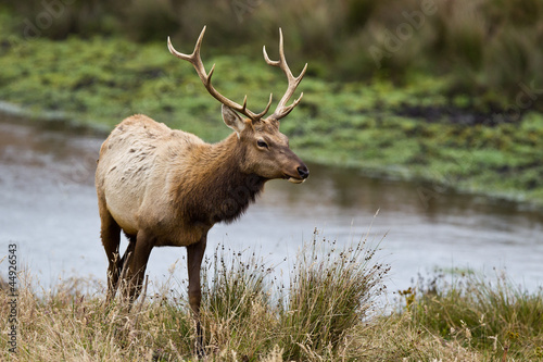 Wallpaper Mural Bull Tule Elk (Cervus canadensis) in a wilderness Torontodigital.ca