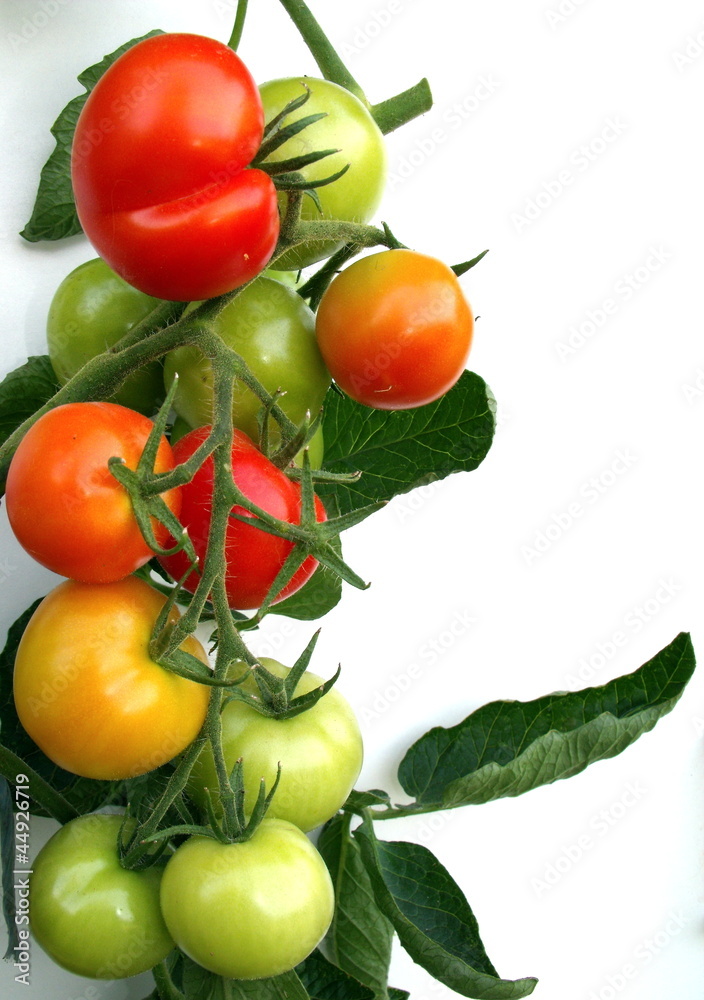 Tomatenstrauch