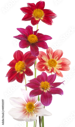 Fototapeta Naklejka Na Ścianę i Meble -  dahlia