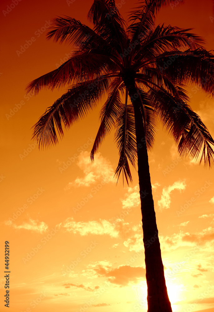 Fototapeta premium A Palm Tree Set Against A Hawaiian Sunset