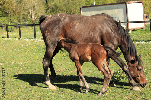 young foal with his mother in a field in spring