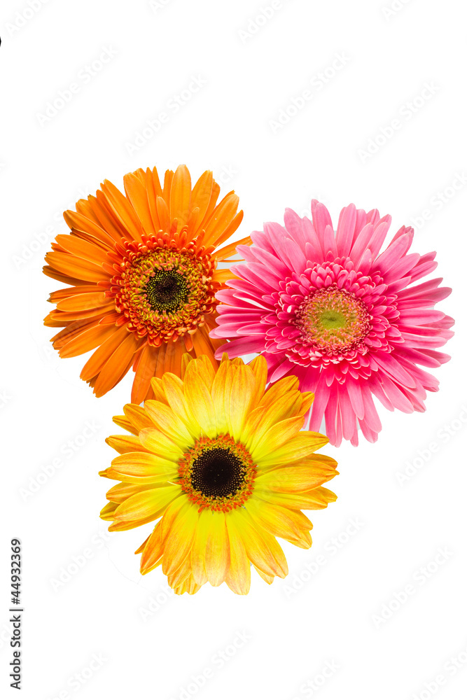 Naklejka premium Flowers