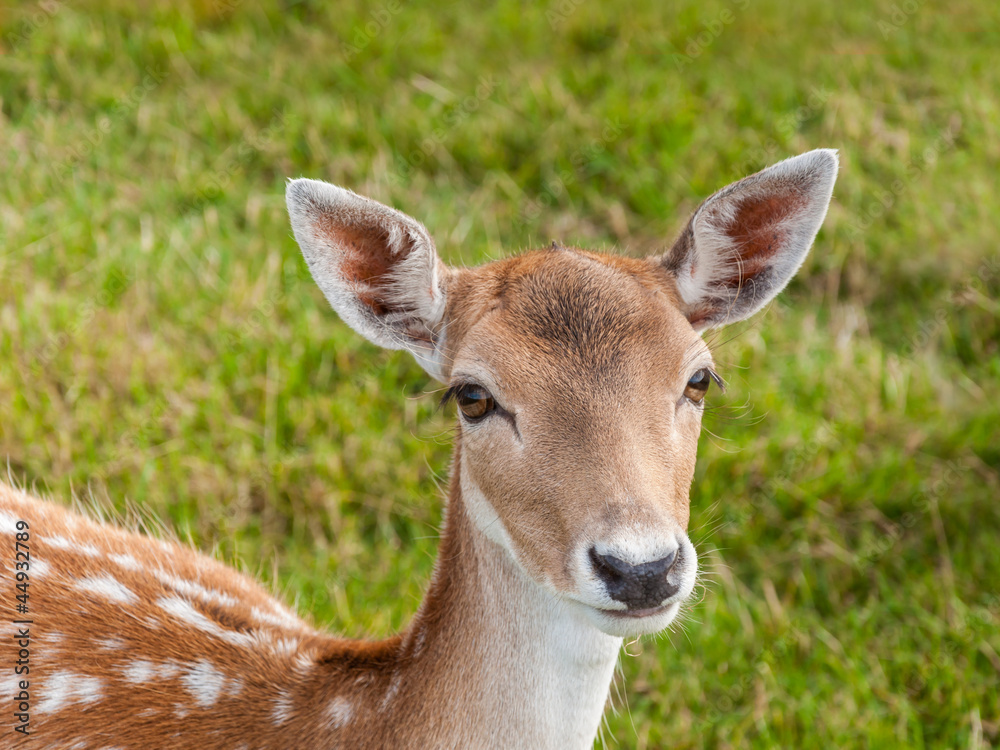 Portrait of a young fallow deer with beautiful eyes. Portrait of a young fallow deer with beautiful eyes.