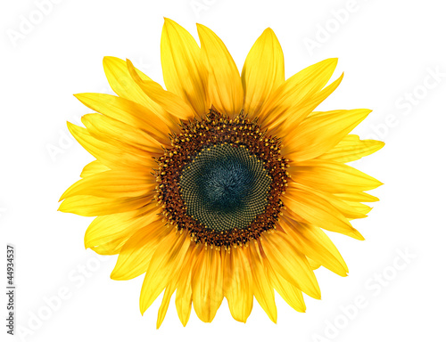 sun flower © kozini