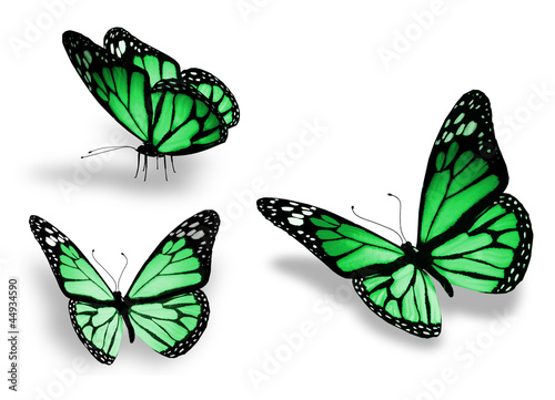 Canvas Print Three green butterfly, isolated on white background