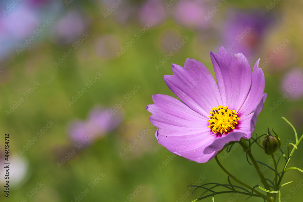 Fototapeta premium Beautiful Floral Border.Flower design